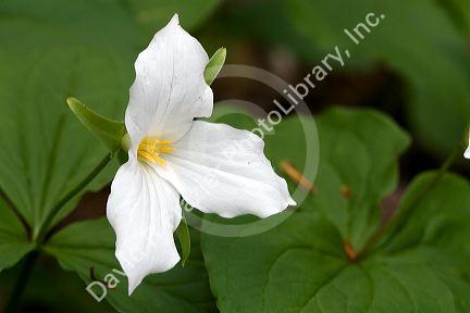 Trillium flowering plants growing wild in Michigan, USA.