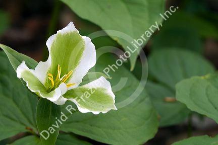 Trillium flowering plants growing wild in Michigan, USA.