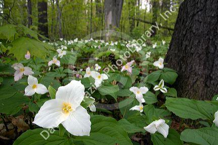 Trillium flowering plants growing wild in a woodlot in Michigan, USA.
