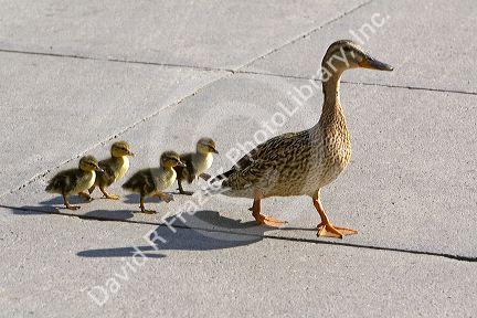 Mallard hen and ducklings in Madison, Wisconsin, USA.