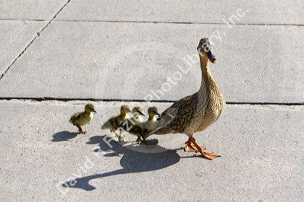 Mallard hen and ducklings in Madison, Wisconsin, USA.