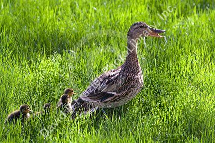 Mallard hen and ducklings in Madison, Wisconsin, USA.