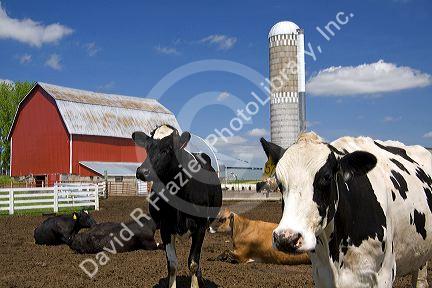 Cows in front of a red barn and silo on a farm north of Arcadia, Wisconsin, USA.