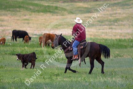 American cowboy rides horseback herding cattle north of Hot Springs, South Dakota, USA.