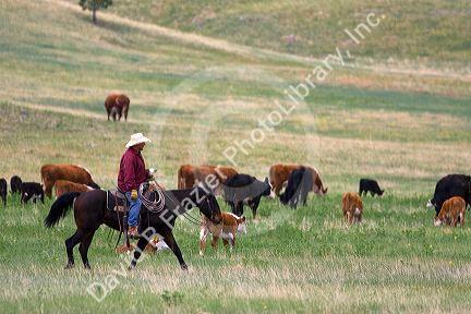 American cowboy rides horseback herding cattle north of Hot Springs, South Dakota, USA.