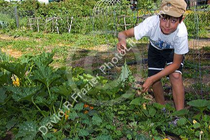 Young boy pulling weeds in a residential vegetable garden in Boise, Idaho, USA.