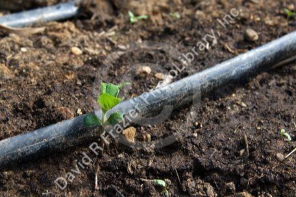 Drip irrigation and a newly sprouted plant in a residential garden, Boise, Idaho, USA.