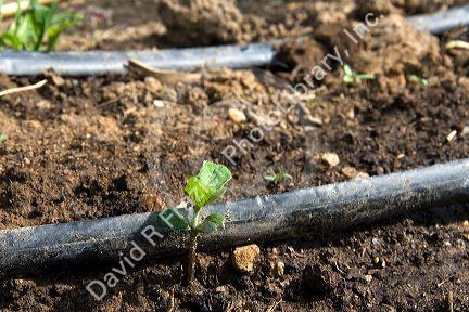 Drip irrigation and a newly sprouted plant in a residential garden, Boise, Idaho, USA.