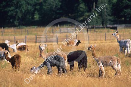 Domestic llama farm in Washington state.