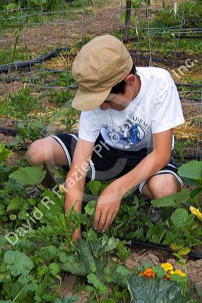 Young boy pulling weeds in a residential vegetable garden in Boise, Idaho, USA.
