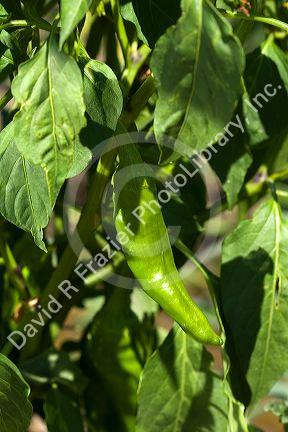 Anaheim peppers grow on the plant in a community church garden located in Garden City, Idaho, USA.
