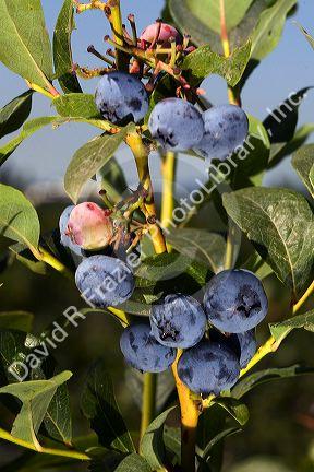 Blueberries grow on the plant near McMinnville, Oregon, USA.