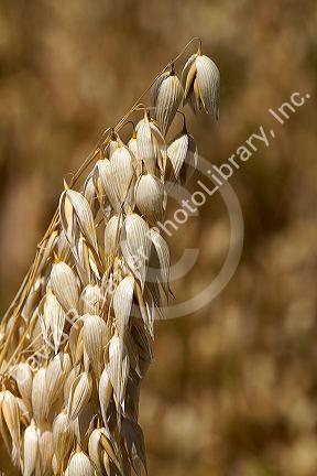 Crop of ripe oats in the Willamette Valley of Oregon, USA.