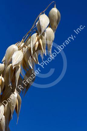 Crop of ripe oats in the Willamette Valley of Oregon, USA.