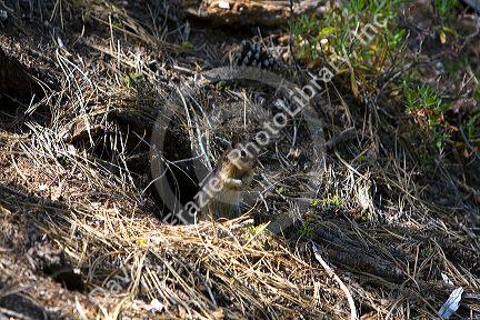 Golden-mantled Ground Squirrel in the Boise National Forest near Cascade, Idaho, USA.