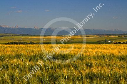 Teton Range in the distance behind fields of barley in Fremont County, Idaho, USA.