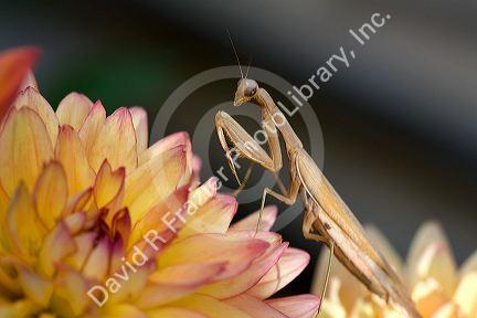 Tan colored praying mantis in Boise, Idaho, USA.