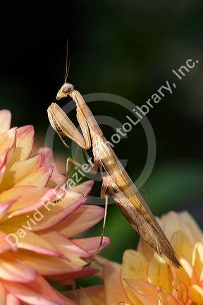 Tan colored praying mantis in Boise, Idaho, USA.