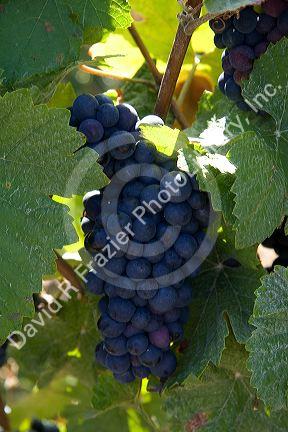 Grapes grow on the vine in the Champagne province of northeast France.