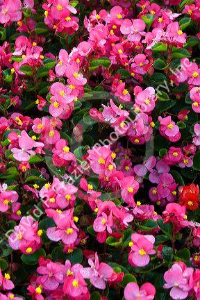 Begonia flowering plant in Luxembourg City, Luxembourg.