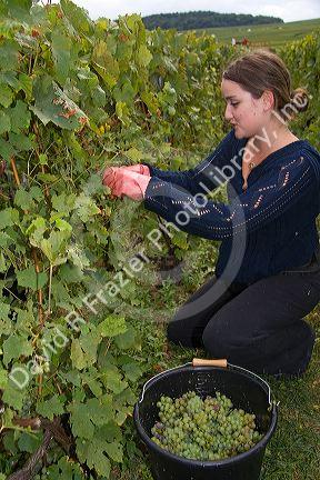 Picker hand harvesting grapes from a vineyard near Chouilly in the Champagne province of northeast France.