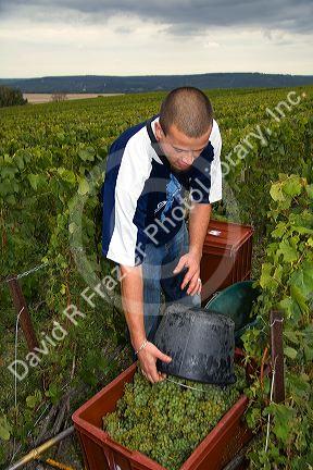 Picker hand harvesting grapes from a vineyard near Chouilly in the Champagne province of northeast France.