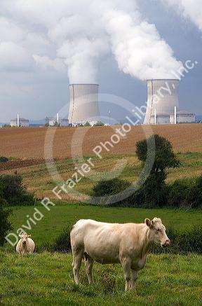 Cattle graze near the Cattenom Nuclear Power Plant located in the Cattenom commune along the Moselle River in France.