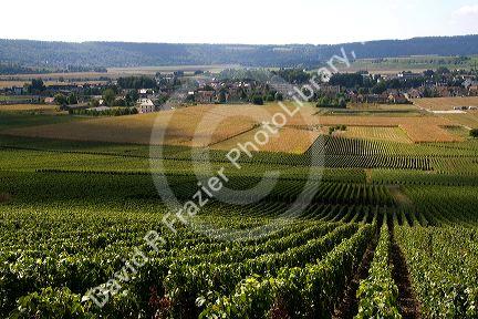 Grapevine plantation and the commune of Charly-sur-Marne in the Champagne province of northeast France.
