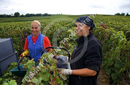 Workers hand harvest grapes from a vineyard near Epernay in the Champagne province of northeast France.