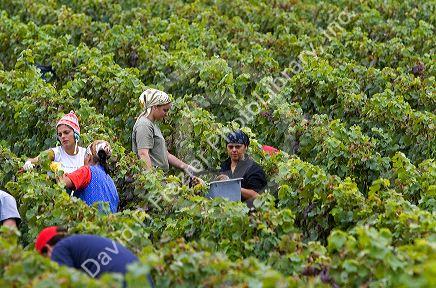 Workers hand harvest grapes from a vineyard near Epernay in the Champagne province of northeast France.