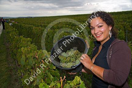 Picker hand harvesting grapes from a vineyard near Chouilly in the Champagne province of northeast France.