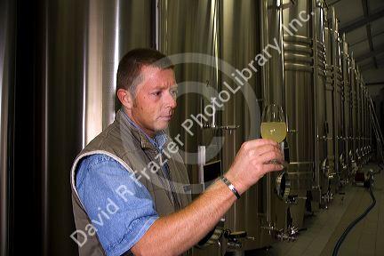 Winemaker testing the fermentation process of Champagne at the M. Hostomme winery in Chouilly, northeast France.