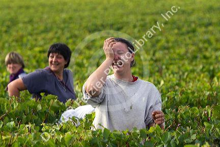 Workers hand harvest grapes from a vineyard near the city of Chalons-en-Champagne in northeast France.