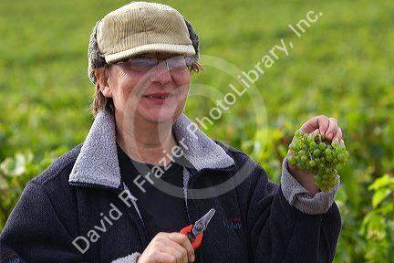 Workers hand harvest grapes from a vineyard near the city of Chalons-en-Champagne in northeast France.