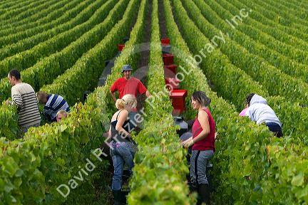 Workers hand harvest grapes from a vineyard near the city of Chalons-en-Champagne in northeast France.