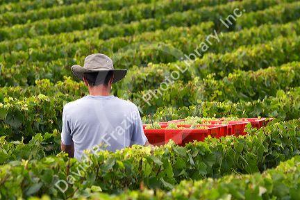 Workers hand harvest grapes from a vineyard near the city of Chalons-en-Champagne in northeast France.