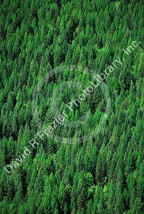 Conifer forest in Montana.