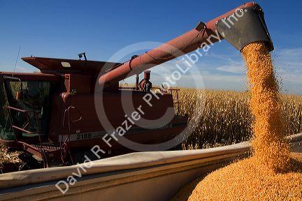 Corn harvest in Ada County, Idaho.