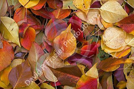 Colorful autumn leaves in Idaho.