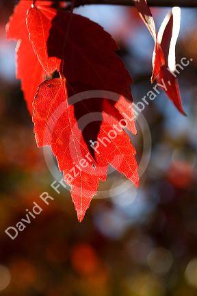 Maple tree leaves in autumn.