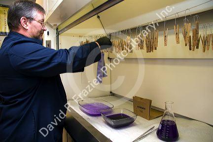 Fingerprint analyst lifting fingerprints form duct tape and using gentian violet to develop the prints in a crime laboratory.