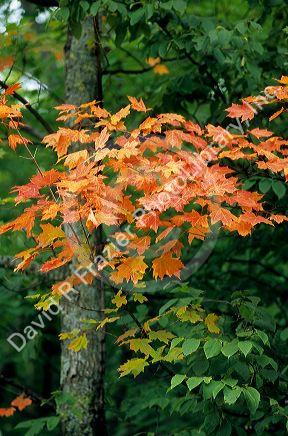 Orange colored maple leaves in the fall, Wisconsin.