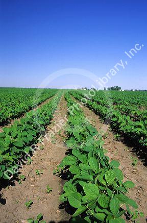 Soy bean crop in Illinois.
