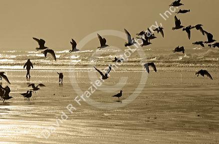 Gulls line the shore of the Pacific Ocean along the Washington coast.