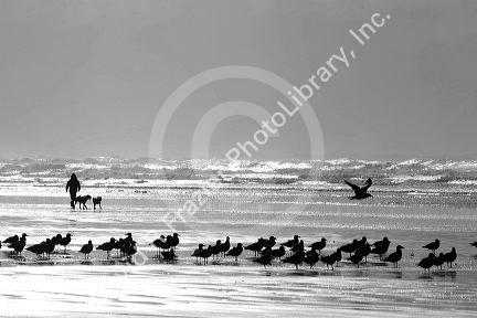 Gulls line the shore of the Pacific Ocean along the Washington coast.