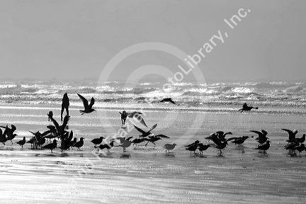 Gulls line the shore of the Pacific Ocean along the Washington coast.