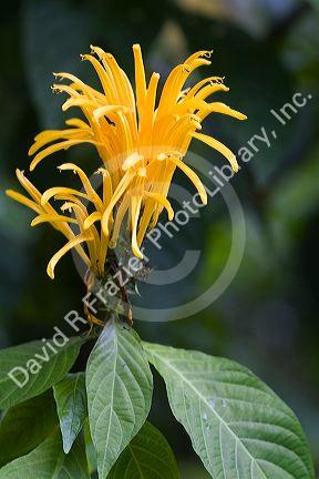 Yellow blossom of a tropical flowering plant in the Arenal Volcano National Park near La Fortuna, San Carlos, Costa Rica.