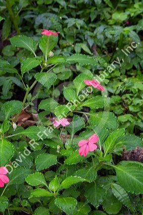 Impatien flowering plants grow in the Arenal Volcano National Park near La Fortuna, San Carlos, Costa Rica.
