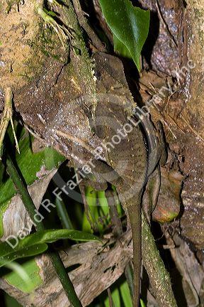 Chameleon in the Arenal Volcano National Park near La Fortuna, San Carlos, Costa Rica.