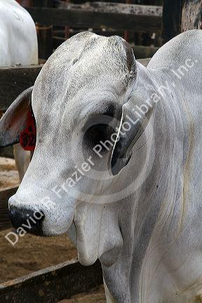 Brahman cattle on a ranch in Costa Rica.